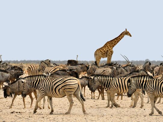 Namibia | Südliches Afrika